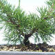 Venkovní bonsai - Juniperus chinensis Itoigawa-Jalovec čínský VB2019-26976 - 2/2