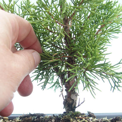 Venkovní bonsai - Juniperus chinensis Itoigawa-Jalovec čínský VB2019-26977 - 2