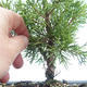 Venkovní bonsai - Juniperus chinensis Itoigawa-Jalovec čínský VB2019-26977 - 2/2