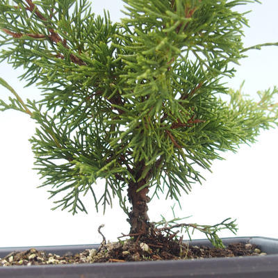 Venkovní bonsai - Juniperus chinensis Itoigawa-Jalovec čínský VB2019-26978 - 2