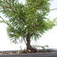 Venkovní bonsai - Juniperus chinensis Itoigawa-Jalovec čínský VB2019-26978 - 2/2