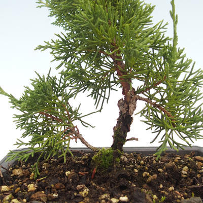 Venkovní bonsai - Juniperus chinensis Itoigawa-Jalovec čínský VB2019-26980 - 2