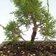 Venkovní bonsai - Juniperus chinensis Itoigawa-Jalovec čínský VB2019-26980 - 2/2