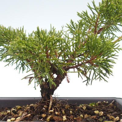 Venkovní bonsai - Juniperus chinensis Itoigawa-Jalovec čínský VB2019-26981 - 2