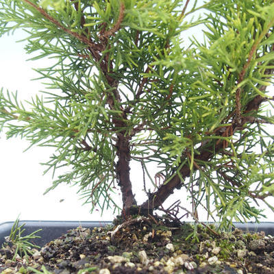 Venkovní bonsai - Juniperus chinensis Itoigawa-Jalovec čínský VB2019-26982 - 2