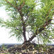 Venkovní bonsai - Juniperus chinensis Itoigawa-Jalovec čínský VB2019-26982 - 2/2