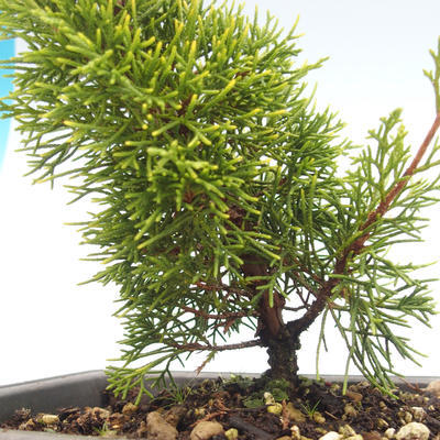 Venkovní bonsai - Juniperus chinensis Itoigawa-Jalovec čínský VB2019-26983 - 2
