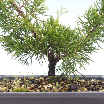 Venkovní bonsai - Juniperus chinensis Itoigawa-Jalovec čínský VB2019-26984 - 2