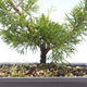 Venkovní bonsai - Juniperus chinensis Itoigawa-Jalovec čínský VB2019-26984 - 2/2
