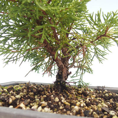 Venkovní bonsai - Juniperus chinensis Itoigawa-Jalovec čínský VB2019-26989 - 2