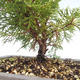 Venkovní bonsai - Juniperus chinensis Itoigawa-Jalovec čínský VB2019-26989 - 2/2