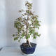 Pokojová bonsai - Australská třešeň - Eugenia uniflora - 2/5