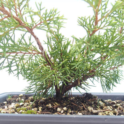 Venkovní bonsai - Juniperus chinensis Itoigawa-Jalovec čínský VB2019-26990 - 2