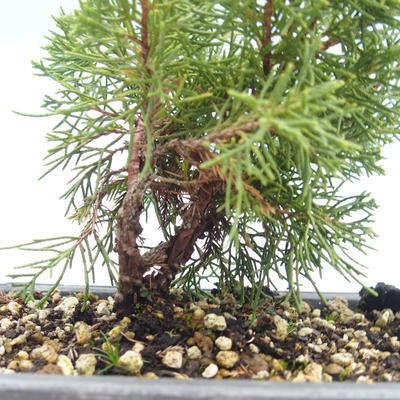 Venkovní bonsai - Juniperus chinensis Itoigawa-Jalovec čínský VB2019-26993 - 2