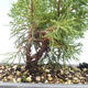 Venkovní bonsai - Juniperus chinensis Itoigawa-Jalovec čínský VB2019-26993 - 2/2