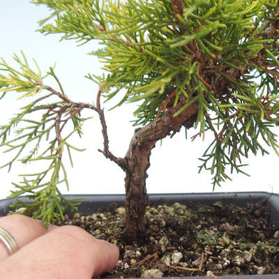 Venkovní bonsai - Juniperus chinensis Itoigawa-Jalovec čínský VB2019-26994 - 2