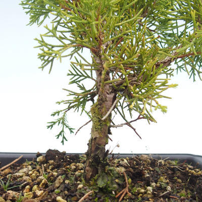 Venkovní bonsai - Juniperus chinensis Itoigawa-Jalovec čínský VB2019-26997 - 2