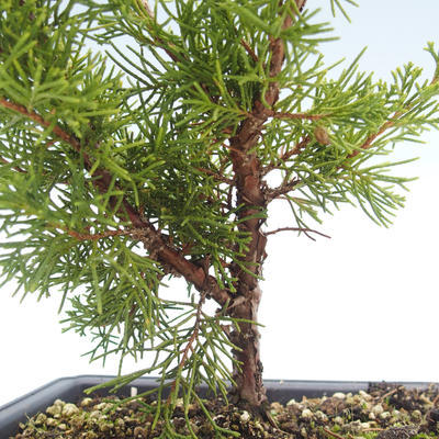 Venkovní bonsai - Juniperus chinensis Itoigawa-Jalovec čínský VB2019-26998 - 2