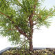 Venkovní bonsai - Juniperus chinensis Itoigawa-Jalovec čínský VB2019-26998 - 2/2