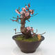 Venkovní bonsai -Japonská meruňka - Prunus Mume - 2/6