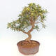 Pokojová bonsai - Ficus nerifolia -  malolistý fíkus - 2/5