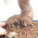 Pokojová bonsai - Ficus nerifolia -  malolistý fíkus - 2/6