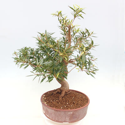 Pokojová bonsai - Ficus nerifolia -  malolistý fíkus - 2