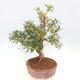 Pokojová bonsai - Ficus nerifolia -  malolistý fíkus - 2/5