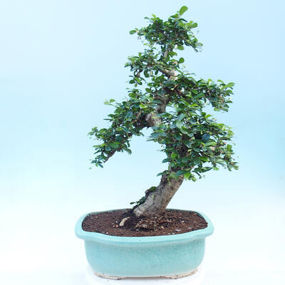 Pokojová bonsai - Carmona macrophylla - Čaj fuki - 2