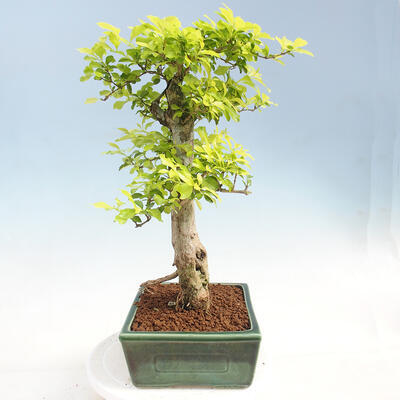 Pokojová bonsai - Duranta erecta Aurea - 2