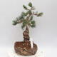 Venkovní bonsai - Pinus parviflora - borovice drobnokvětá - 2/4