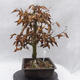 Venkovní bonsai -Habr obecný - Carpinus carpinoides - 2/5