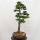 Venkovní bonsai -Larix decidua - Modřín opadavý - 2/6