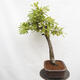 Venkovní bonsai Quercus Cerris - Dub Cer - 2/5