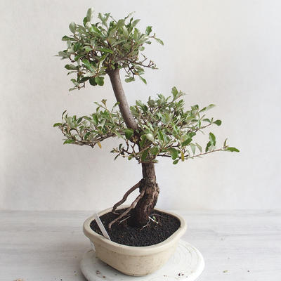 Pokojová bonsai -Eleagnus - Hlošina - 2