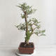 Pokojová bonsai - Fraxinus uhdeii - pokojový Jasan - 2/6