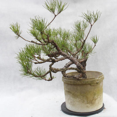 Venkovní bonsai -Borovice lesní - Pinus sylvestris - 2