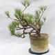 Venkovní bonsai -Borovice lesní - Pinus sylvestris - 2/7