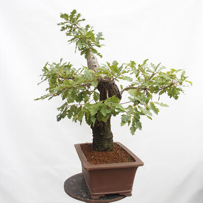 Venkovní bonsai Quercus Cerris - Dub Cer - 2