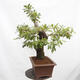 Venkovní bonsai Quercus Cerris - Dub Cer - 2/6