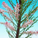 Venkovní bonsai - Tamaris parviflora Tamaryšek malolistý - 2/3