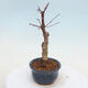 Venkovní bonsai - Javor palmatum DESHOJO - Javor dlanitolistý - 2/6