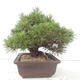 Venkovní bonsai - Pinus thunbergii - Borovice thunbergova - 2/4