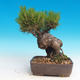 Pinus thunbergii - Borovice thunbergova - 2/3