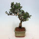 Pokojová bonsai - Olea europaea sylvestris -Oliva evropská drobnolistá - 2/5