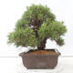 Venkovní bonsai - Pinus thunbergii - Borovice thunbergova - 2/4