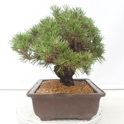 Venkovní bonsai - Pinus thunbergii - Borovice thunbergova - 2