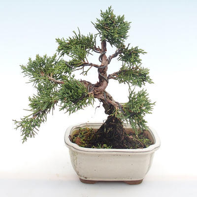 Venkovní bonsai - Juniperus chinensis -Jalovec čínský VB2020-75 - 2