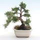 Venkovní bonsai - Juniperus chinensis -Jalovec čínský VB2020-75 - 2/2