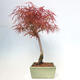 Venkovní bonsai - Javor dlanitolistý - Acer palmatum RED PYGMY - 2/5